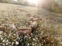 brebis pre fleurs