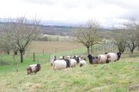 22 Montpezat pays2