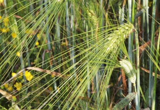 Biodiversité