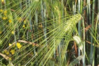 Biodiversité