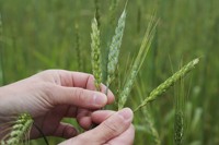La Mélonié 2024 @LPitois Céréales (2)