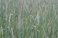 La Mélonié 2024 @LPitois Céréales (4)