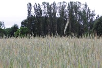 La Mélonié 2024 @LPitois Céréales (5)