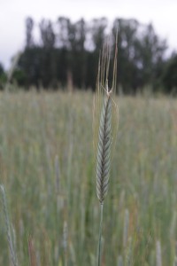 La Mélonié 2024 @LPitois Céréales (6)