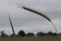 La Mélonié 2024 @LPitois Céréales (7)