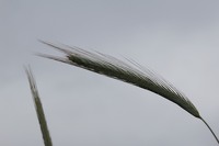 La Mélonié 2024 @LPitois Céréales (8)