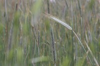 La Mélonié 2024 @LPitois Céréales (9)