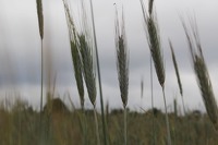 La Mélonié 2024 @LPitois Céréales (10)