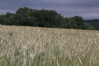 La Mélonié 2024 @LPitois Céréales (11)