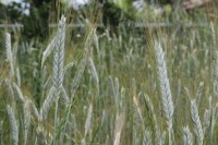La Mélonié 2024 @LPitois Céréales (12)