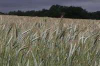 La Mélonié 2024 @LPitois Céréales (13)