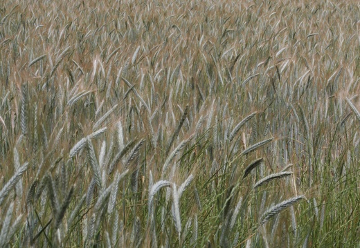 La Mélonié 2024 @LPitois Céréales (14)