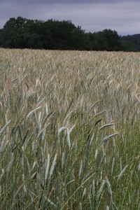La Mélonié 2024 @LPitois Céréales (14)