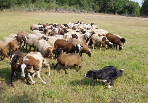421 chien attaq
