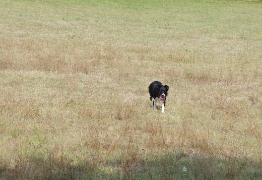 435 chien
